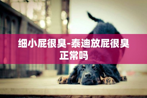 細小屁很臭-泰迪放屁很臭正常嗎