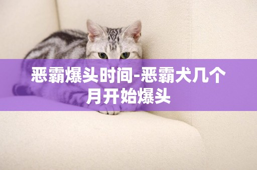 惡霸爆頭時間-惡霸犬幾個月開始爆頭
