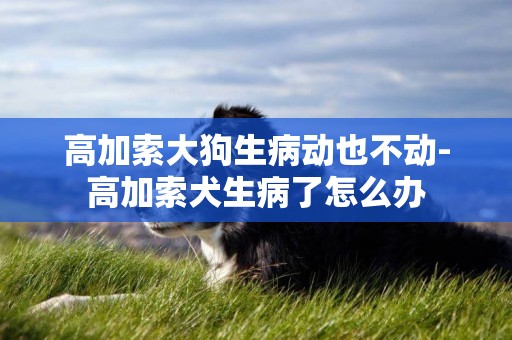 高加索大狗生病動也不動-高加索犬生病了怎么辦