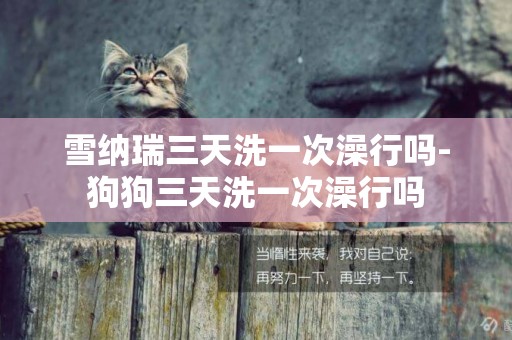 雪納瑞三天洗一次澡行嗎-狗狗三天洗一次澡行嗎