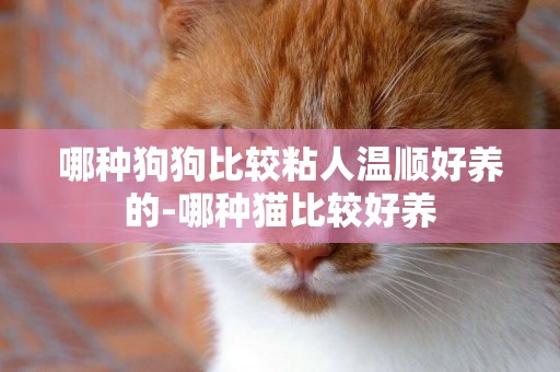 哪種狗狗比較粘人溫順好養的-哪種貓比較好養