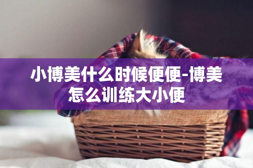 小博美什么時候便便-博美怎么訓練大小便