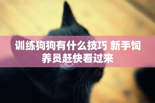 訓練狗狗有什么技巧 新手飼養員趕快看過來