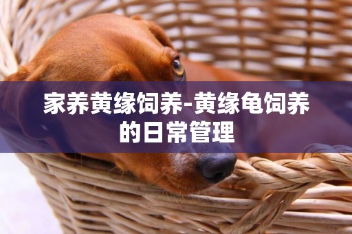 家養黃緣飼養-黃緣龜飼養的日常管理