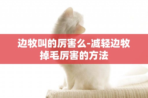 邊牧叫的厲害么-減輕邊牧掉毛厲害的方法