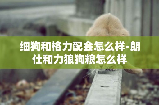 細狗和格力配會怎么樣-朗仕和力狼狗糧怎么樣