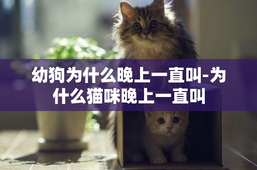 幼狗為什么晚上一直叫-為什么貓咪晚上一直叫