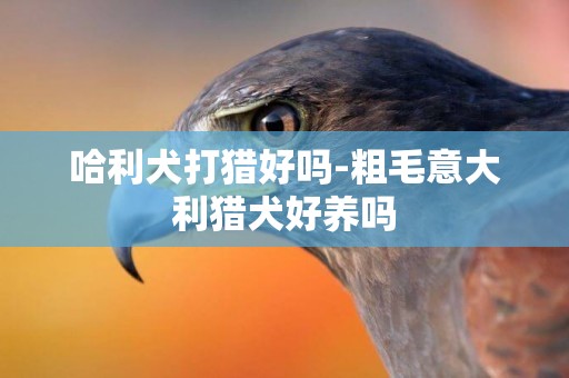 哈利犬打獵好嗎-粗毛意大利獵犬好養嗎