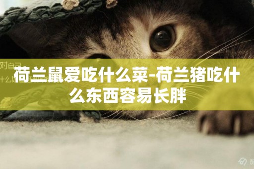 荷蘭鼠愛吃什么菜-荷蘭豬吃什么東西容易長胖