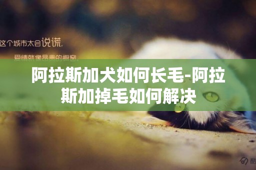 阿拉斯加犬如何長毛-阿拉斯加掉毛如何解決