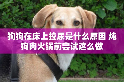 狗狗在床上拉尿是什么原因 燉狗肉火鍋前嘗試這么做