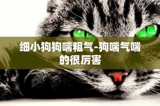 細小狗狗喘粗氣-狗喘氣喘的很厲害