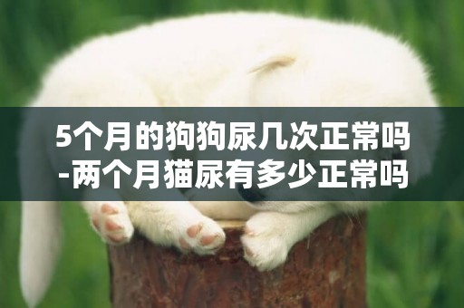 5個月的狗狗尿幾次正常嗎-兩個月貓尿有多少正常嗎