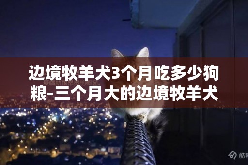 邊境牧羊犬3個月吃多少狗糧-三個月大的邊境牧羊犬每天喂多少狗糧
