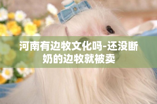 河南有邊牧文化嗎-還沒斷奶的邊牧就被賣