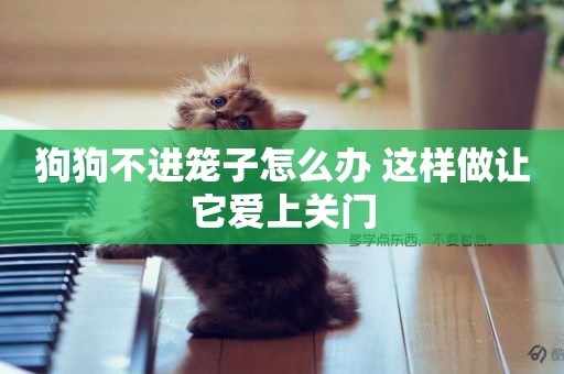 狗狗不進籠子怎么辦 這樣做讓它愛上關門