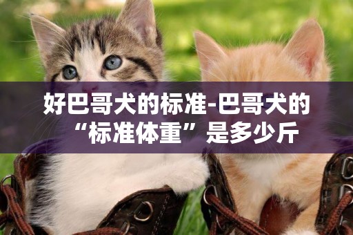好巴哥犬的標準-巴哥犬的“標準體重”是多少斤