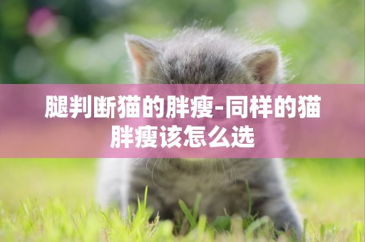 腿判斷貓的胖瘦-同樣的貓胖瘦該怎么選