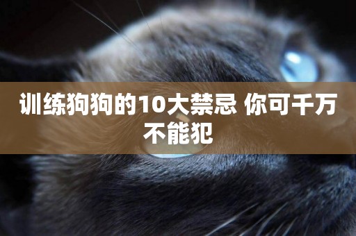 訓練狗狗的10大禁忌 你可千萬不能犯