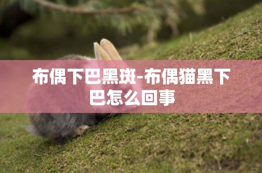 布偶下巴黑斑-布偶貓黑下巴怎么回事