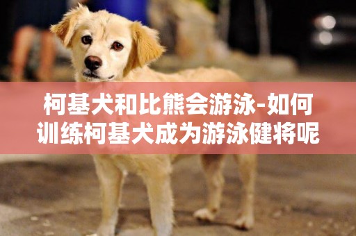 柯基犬和比熊會游泳-如何訓練柯基犬成為游泳健將呢