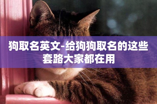 狗取名英文-給狗狗取名的這些套路大家都在用