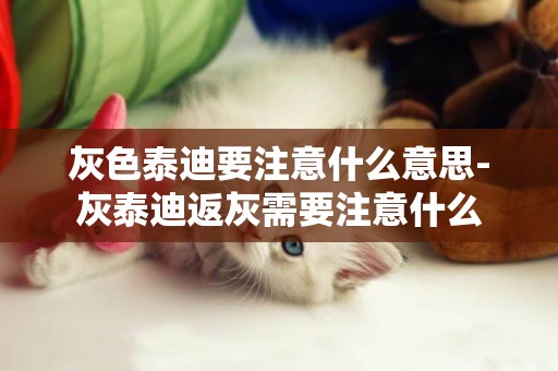 灰色泰迪要注意什么意思-灰泰迪返灰需要注意什么