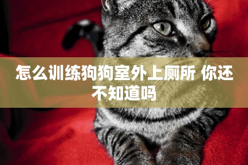 怎么訓練狗狗室外上廁所 你還不知道嗎