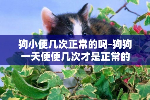 狗小便幾次正常的嗎-狗狗一天便便幾次才是正常的