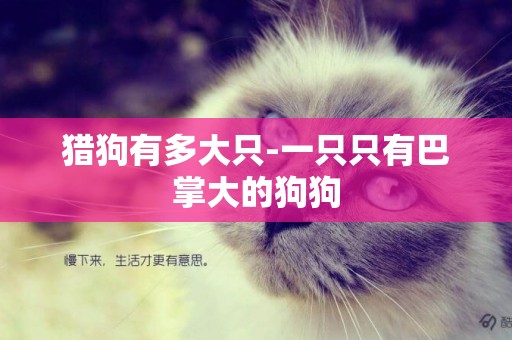 獵狗有多大只-一只只有巴掌大的狗狗