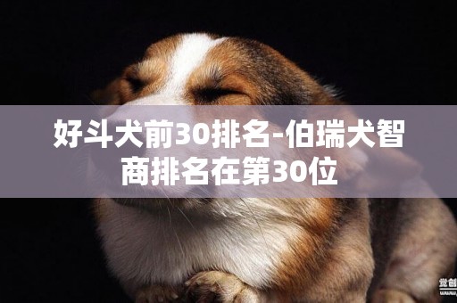 好斗犬前30排名-伯瑞犬智商排名在第30位