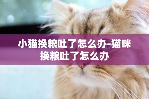 小貓換糧吐了怎么辦-貓咪換糧吐了怎么辦