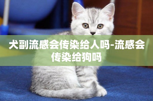 犬副流感會傳染給人嗎-流感會傳染給狗嗎