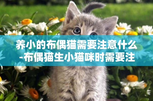 養小的布偶貓需要注意什么-布偶貓生小貓咪時需要注意什么問題