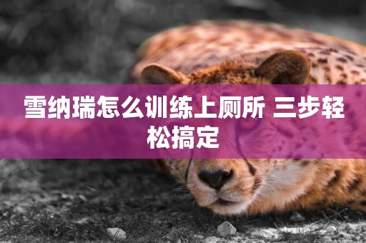 雪納瑞怎么訓練上廁所 三步輕松搞定