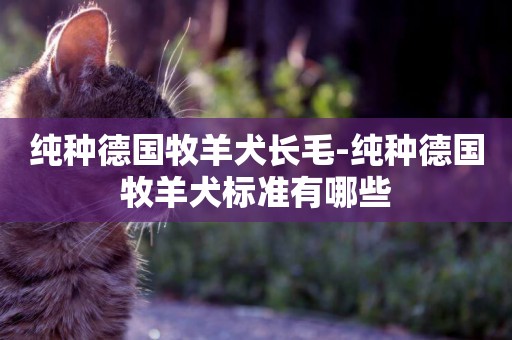 純種德國牧羊犬長毛-純種德國牧羊犬標準有哪些