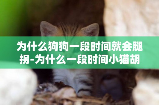 為什么狗狗一段時間就會腿拐-為什么一段時間小貓胡子會短