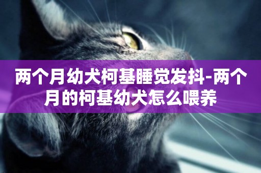 兩個月幼犬柯基睡覺發抖-兩個月的柯基幼犬怎么喂養