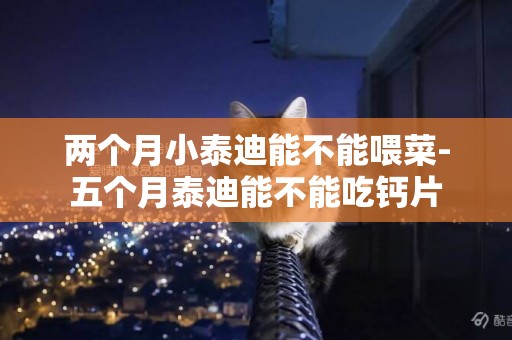 兩個月小泰迪能不能喂菜-五個月泰迪能不能吃鈣片