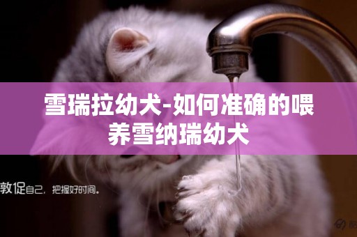 雪瑞拉幼犬-如何準確的喂養雪納瑞幼犬