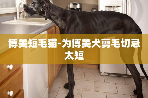 博美短毛貓-為博美犬剪毛切忌太短