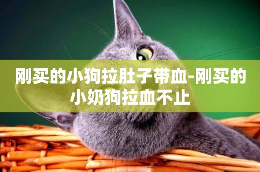剛買的小狗拉肚子帶血-剛買的小奶狗拉血不止