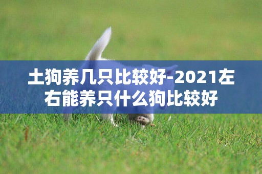 土狗養幾只比較好-2021左右能養只什么狗比較好