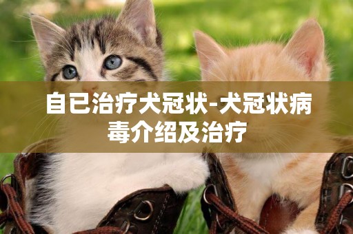 自已治療犬冠狀-犬冠狀病毒介紹及治療