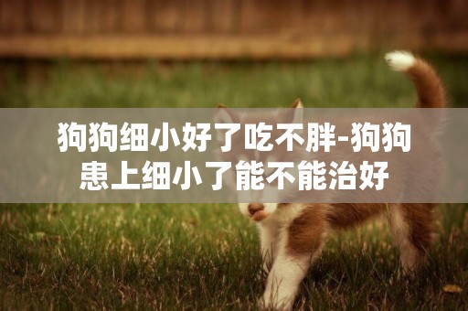 狗狗細小好了吃不胖-狗狗患上細小了能不能治好