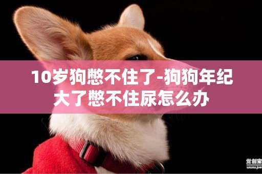 10歲狗憋不住了-狗狗年紀大了憋不住尿怎么辦