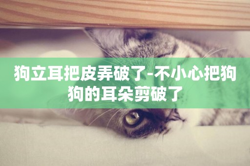 狗立耳把皮弄破了-不小心把狗狗的耳朵剪破了