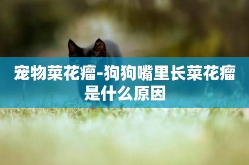 寵物菜花瘤-狗狗嘴里長菜花瘤是什么原因