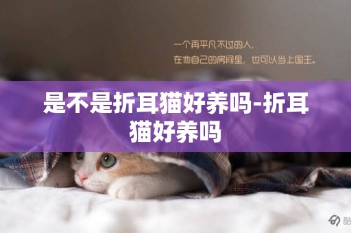 是不是折耳貓好養嗎-折耳貓好養嗎