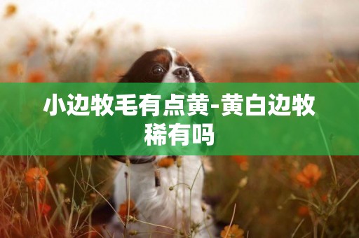 小邊牧毛有點黃-黃白邊牧稀有嗎